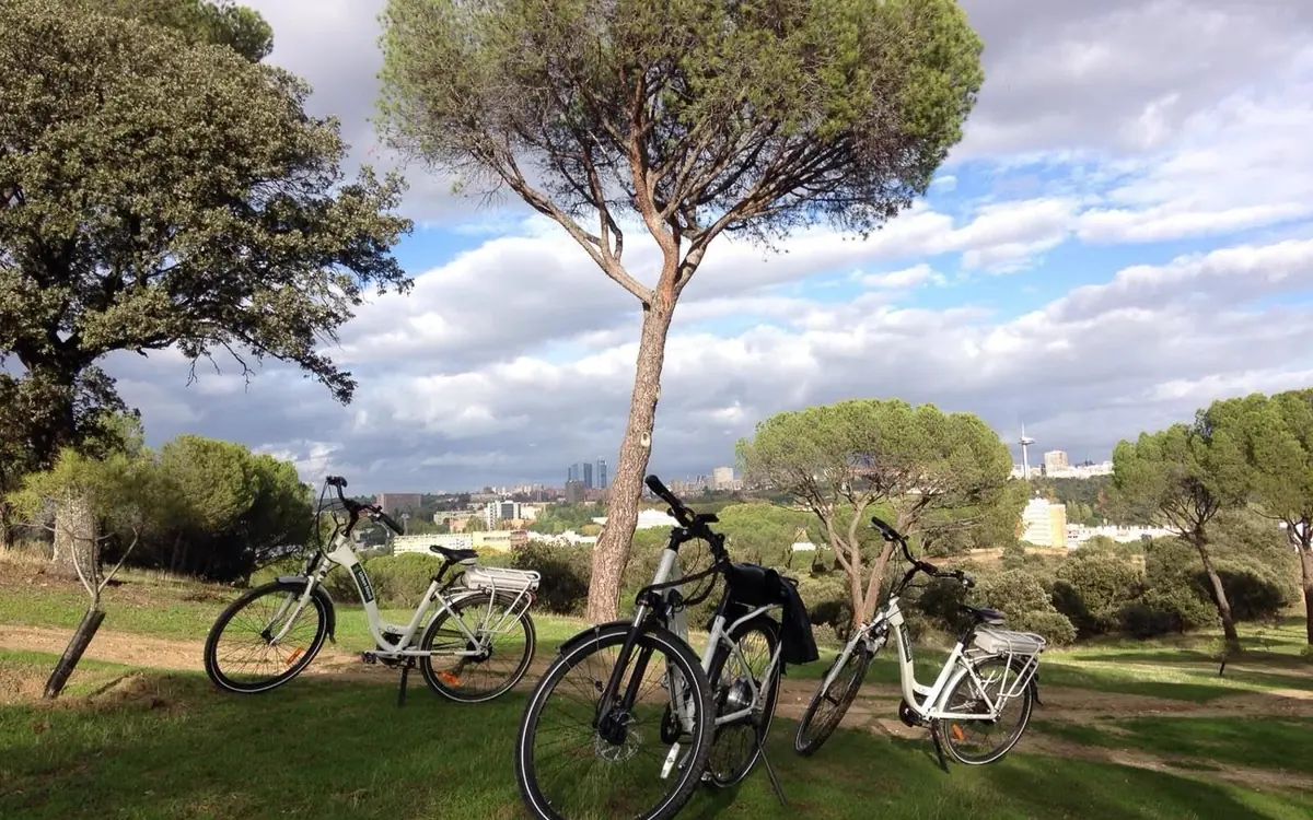 Two bikes parked under a wide pine tree on a grassy slope, the city skyline low on the horizon behind